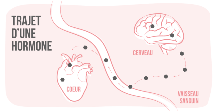 Comment fonctionnent les perturbateurs endocriniens ?