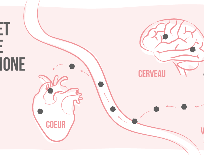 Comment fonctionnent les perturbateurs endocriniens ?